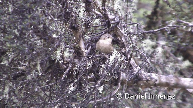 Mountain Wren - ML201949911