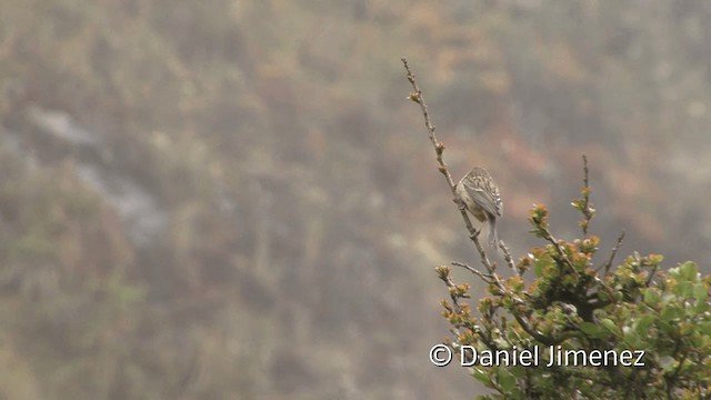 Plain-colored Seedeater - ML201949951