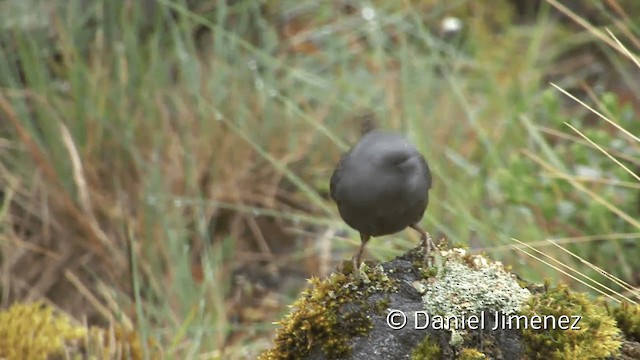 Jalca Tapaculo - ML201949961