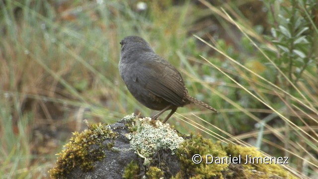 Jalca Tapaculo - ML201949971