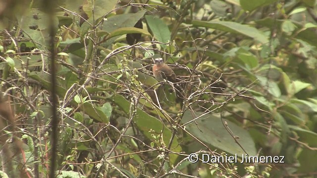 Rufous-breasted Chat-Tyrant - ML201950011