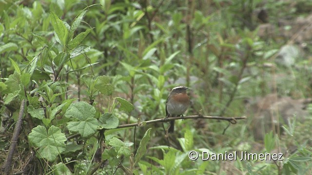 Rufous-breasted Chat-Tyrant - ML201950031