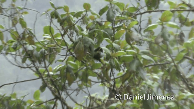 Toucanet à ceinture bleue - ML201950051