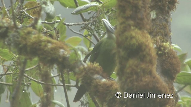 Toucanet à ceinture bleue - ML201950061