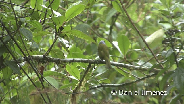 Blue-capped Tanager - ML201950071