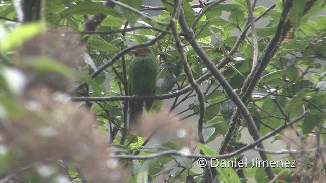 ワカクサフウキンチョウ - ML201950091