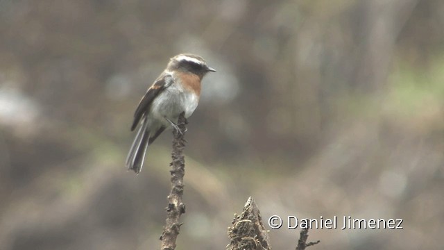 Rufous-breasted Chat-Tyrant - ML201950111