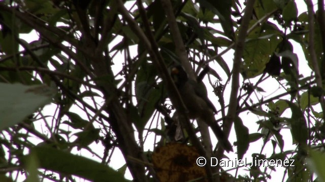 Golden-billed Saltator - ML201950201