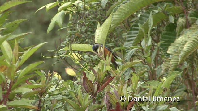 Blue-backed Conebill - ML201950221