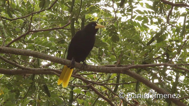 Crested Oropendola - ML201950231