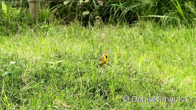 Eastern Meadowlark (Eastern) - ML201950241