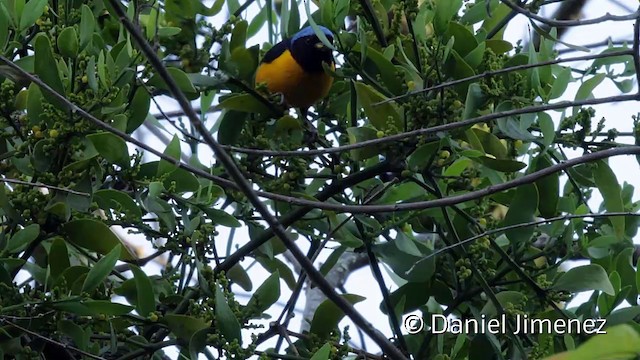 Golden-rumped Euphonia - ML201950251