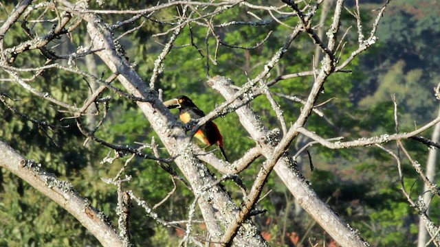 Collared Aracari (Collared) - ML201950261