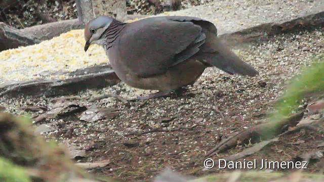 Lined Quail-Dove - ML201950281