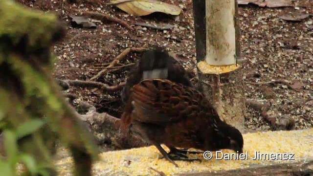 Gorgeted Wood-Quail - ML201950291