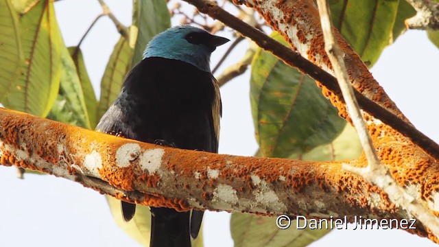 Tangara Cabeciazul - ML201950301