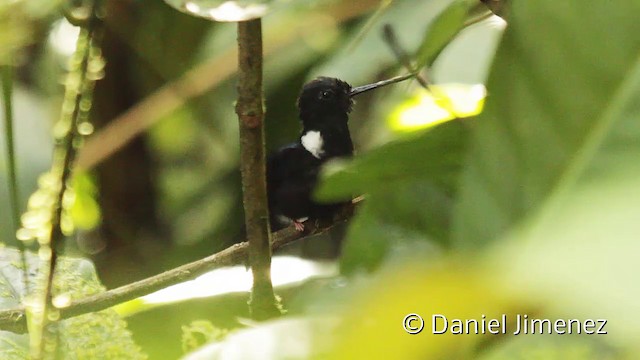 Blauschulterkolibri - ML201950311