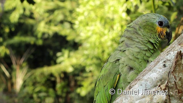 Orange-winged Parrot - ML201950321