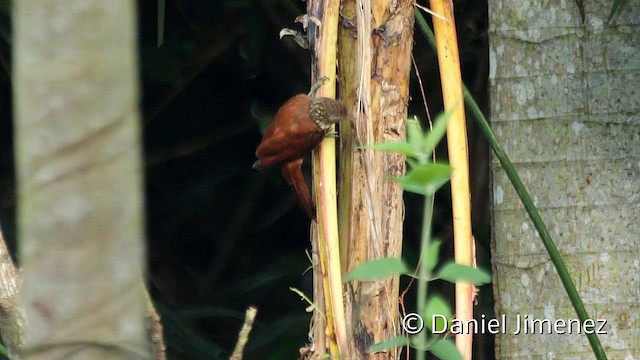 Straight-billed Woodcreeper - ML201950381