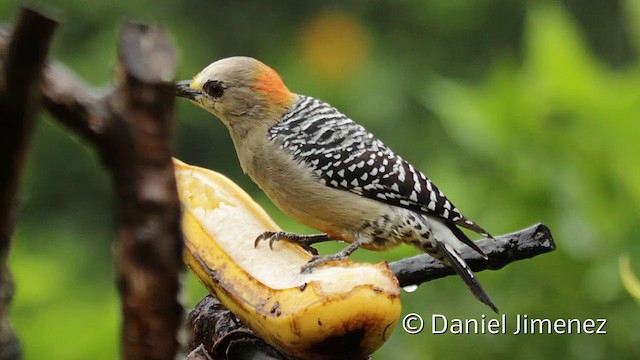 Red-crowned Woodpecker - ML201950401