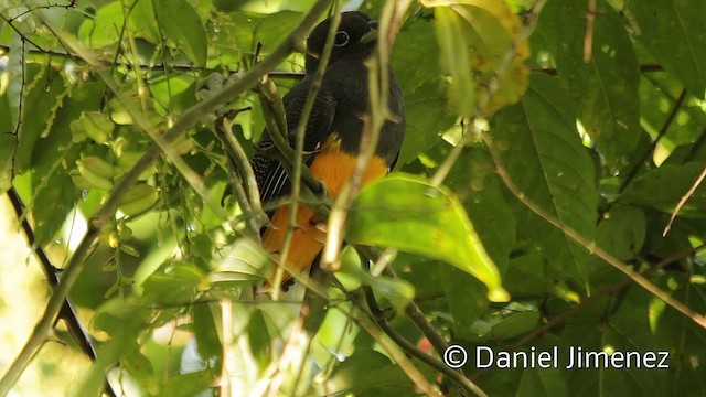 Grünschwanztrogon - ML201950421