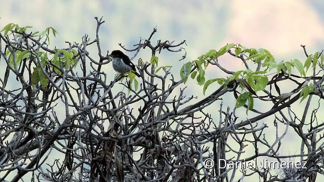 Yellow-backed Tanager - ML201950471