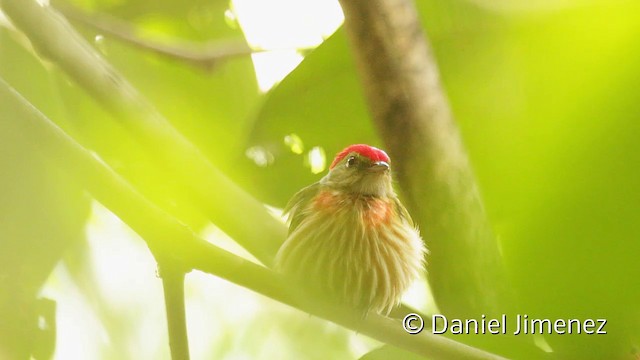 Saltarín Rayado Occidental (grupo striolatus) - ML201950481