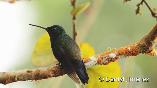 Indigo-capped Hummingbird - ML201950531