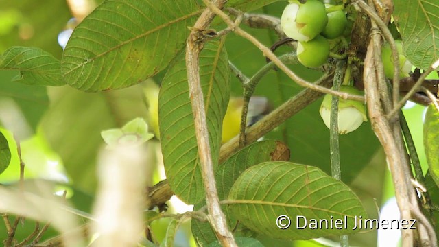 Chestnut-capped Warbler - ML201950581