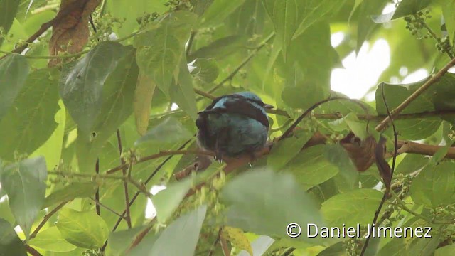 Turquoise Dacnis - ML201950591