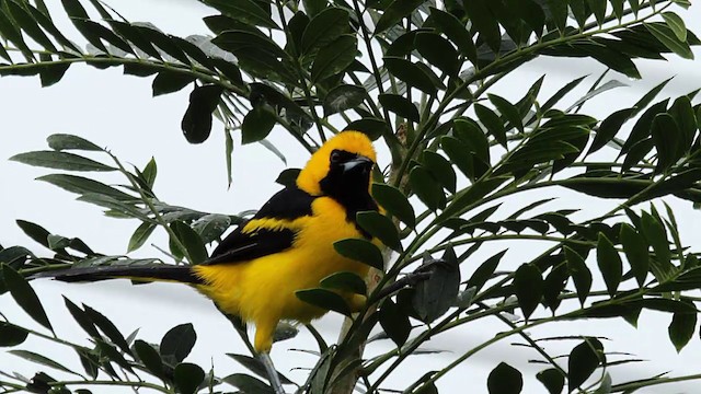 Yellow-tailed Oriole - ML201950601