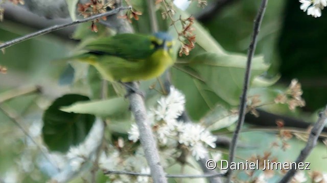 Yellow-browed Shrike-Vireo - ML201950611