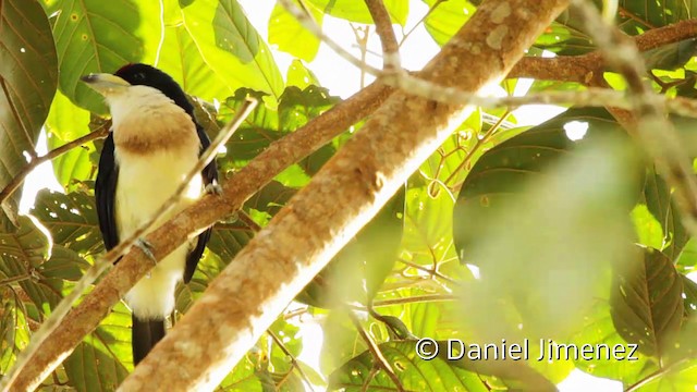 White-mantled Barbet - ML201950621