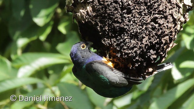 Gartered Trogon - ML201950631