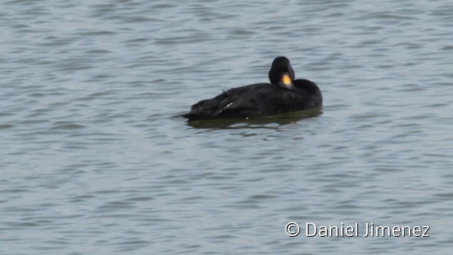 Common Scoter - ML201950651