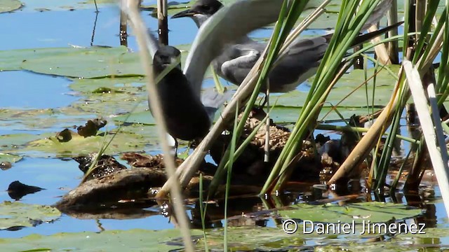 Black Tern (Eurasian) - ML201950661