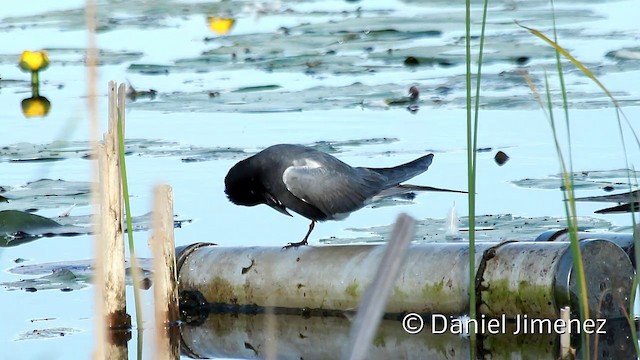 Itsas enara beltza (eurasiarra) - ML201950681