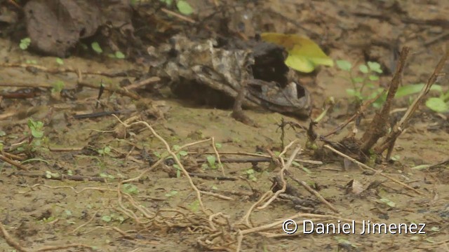 Yellow-bellied Seedeater - ML201950691