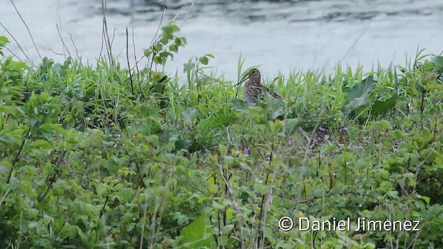 bekasina větší - ML201950701