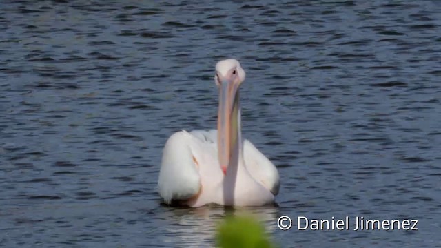 Great White Pelican - ML201950711