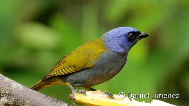 Tangara Coroniazul - ML201950721