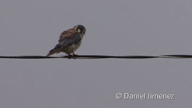 American Kestrel (South American) - ML201950771