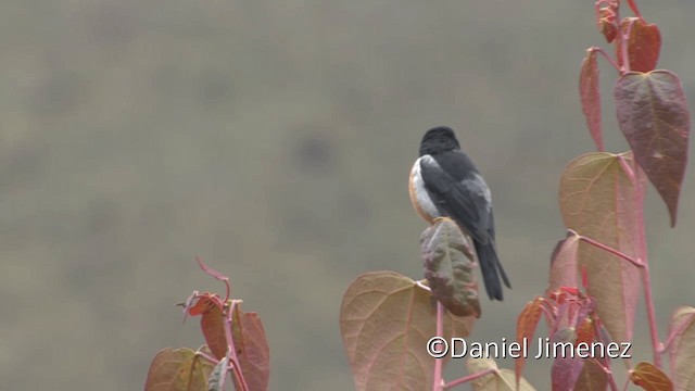 svartstrupeblomsterborer - ML201950791