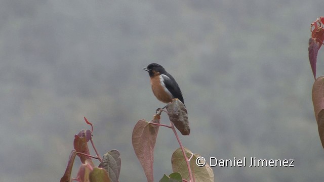 Black-throated Flowerpiercer - ML201950801