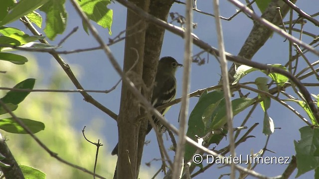 キイロシラギクタイランチョウ - ML201950831