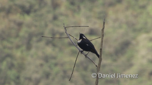 Moustached Flowerpiercer (pectoralis) - ML201950871