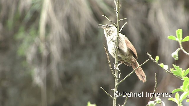 Striated Earthcreeper - ML201950951