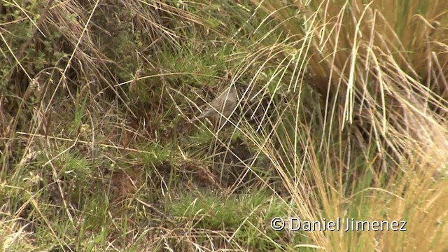 Plain-colored Seedeater - ML201950971