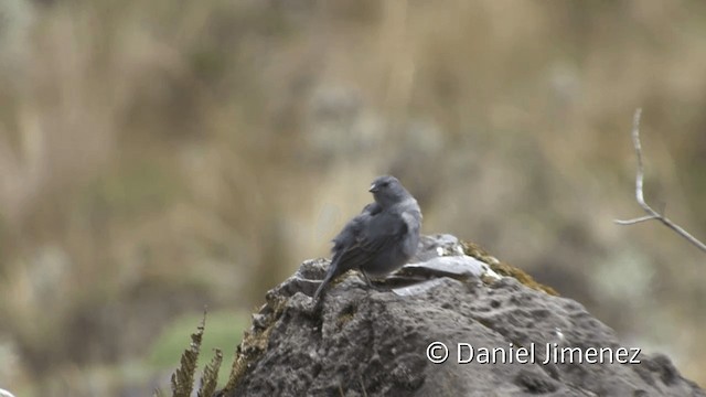 ネズミヤマシトド - ML201950981