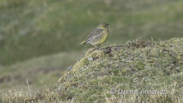 Greenish Yellow-Finch - ML201951021